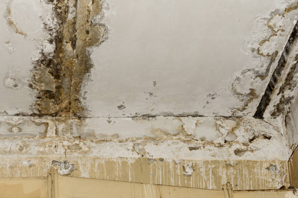 Why You Should Choose Our Mold Remediation Services in Soap Lake, WA